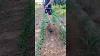 Amazing Tiller Cultivator Attachment For Brush Cutter Machine
