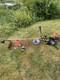 Husqvarna 543rs Petrol Brush Cutter 2-stroke 40.1cc 1.5kw String Trimmer