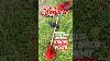 No Petrol Strong Power Cordless Grass Cutter Grasscutter Grasstrimmer Lawnmower Cordless