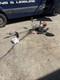 Stihl Fs 460 Cem Strimmer Brush Cutter Clearing Saw Cord Blade Harness Year 2013