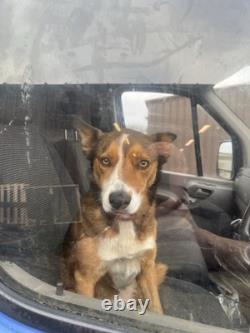 Stihl FS 550 strimmer brushcutter clearing saw cord harness year 2002