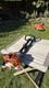 Stihl Fs 94 Rc Petrol Brushcutter Strimmer Excellent Condition Very Light Use