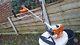 Stihl Fs56c-e Pro Petrol Brushcutter, Strimmer In Immaculate Condition