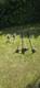 Titan Petrol Strimmer / Brush Cutter Job Lot 4 Machines + Spare Head Used