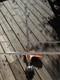 Accessoire D&eacute;broussailleuse Stihl Fs-km Strimmer Kombitools