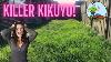 L’herbe Kikuyu Envahie Obtient La Coupe Et La Tonte Longues D’herbe Coupées